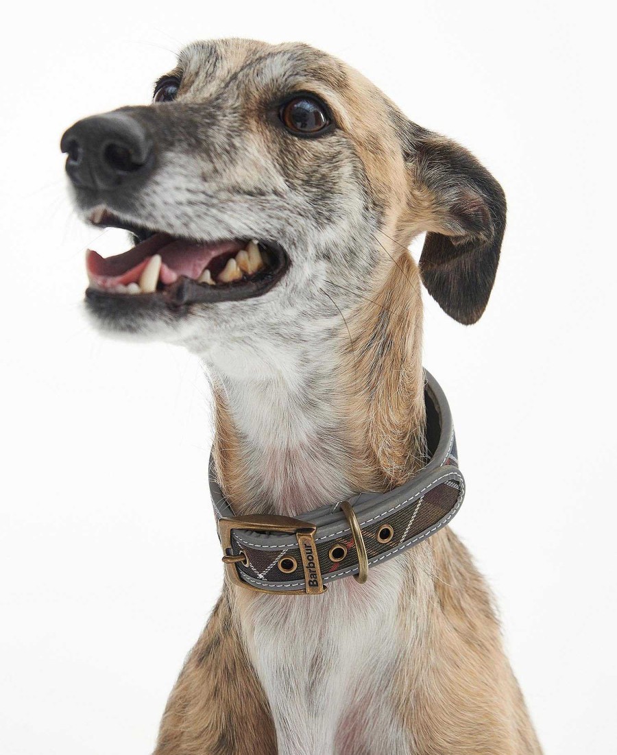 Accessories Barbour Collars & Harnesses | Comfort Lurcher Dog Collar