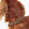 Accessories Barbour Collars & Harnesses | Leather Dog Collar