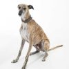 Accessories Barbour Collars & Harnesses | Comfort Lurcher Dog Collar