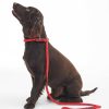 Accessories Barbour Leads | Reflective Slip Dog Lead